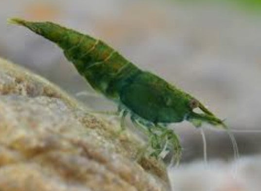 Green Jade Shrimp (Neocaridina davidi)