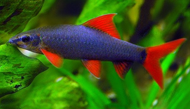 Rainbow Shark