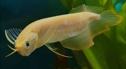 Albino Yellow Banana Arowana (Osteoglossum bicirrhosum)