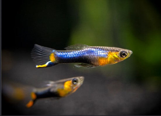 Blue Star Endler with a shimmering blue body and yellow-orange markings.