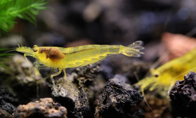Gold Amano Shrimp