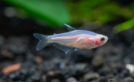 Golden Blue Emperor Tetra