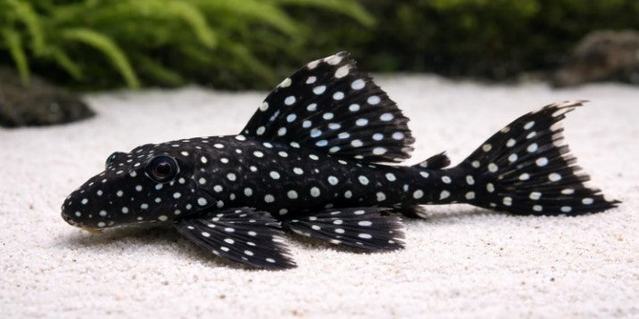 L240 Galaxy Pleco