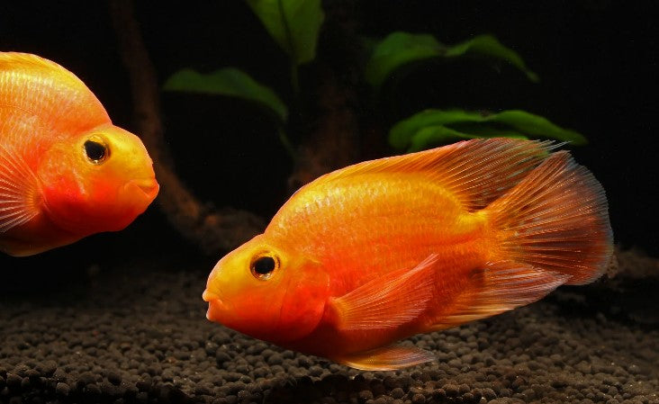 Orange Blood Parrot — supplied photo
