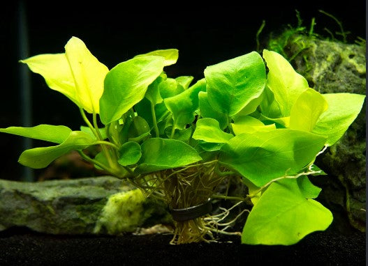 Reference photo of Anubias barteri var. nana · Golden