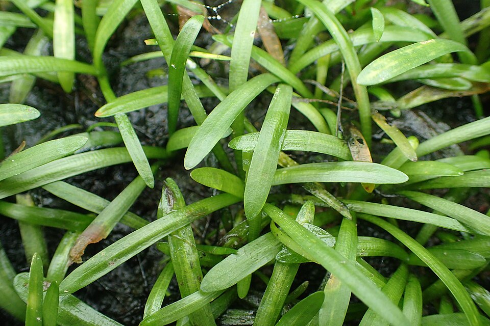 Reference photo of Sagittaria subulata