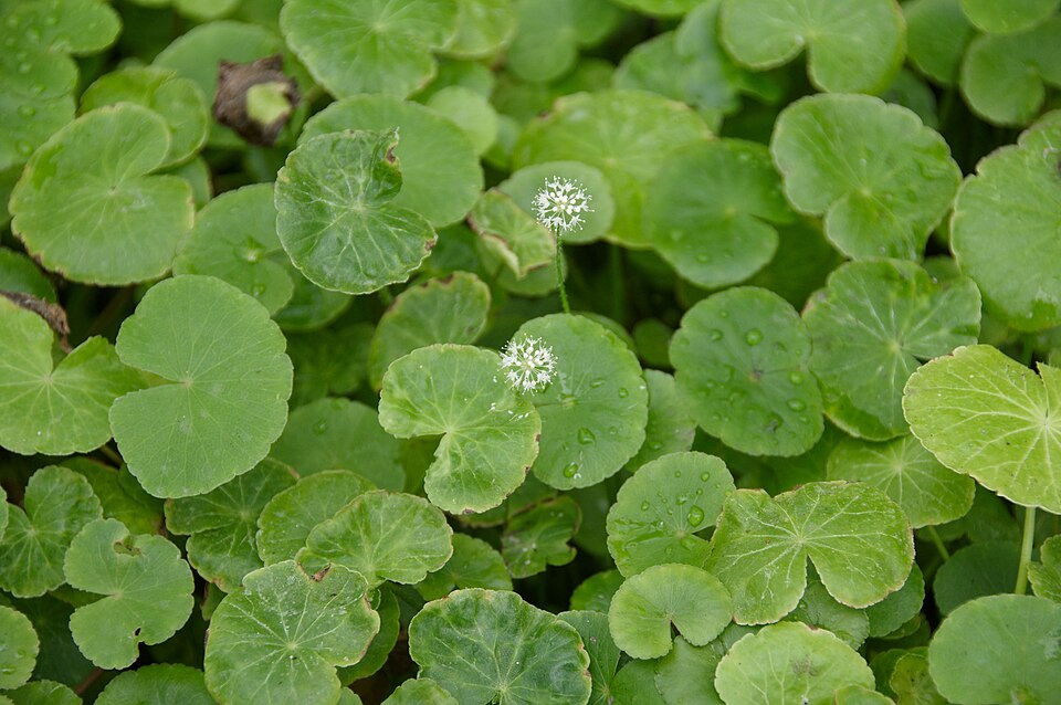 Reference photo of Hydrocotyle leucocephala