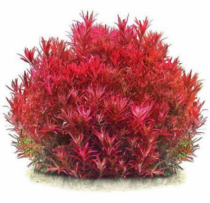 Reference photo of Rotala rotundifolia · Blood Red (Singapore)