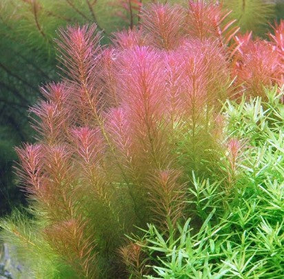 Reference photo of Rotala wallichii
