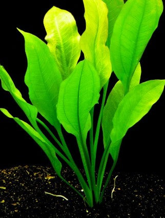 Reference photo of Echinodorus americanus