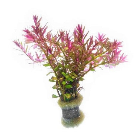Reference photo of Rotala · Red Cross