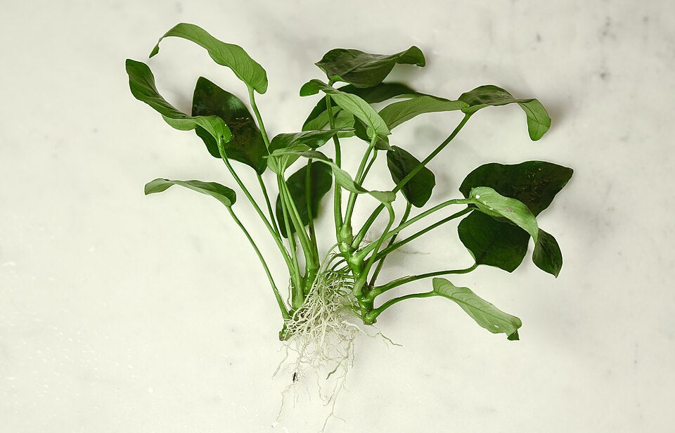 Reference photo of Anubias barteri var. nana