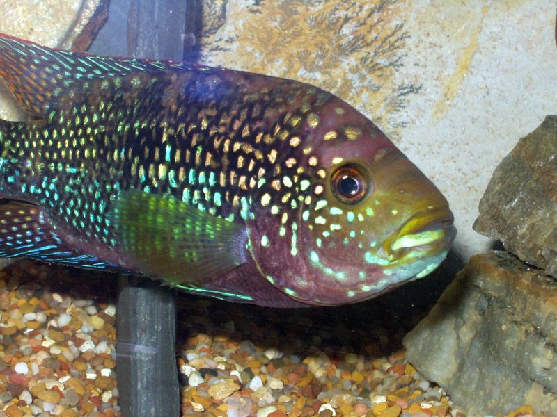 Jack Dempsey — reference photo (Rocio octofasciata)