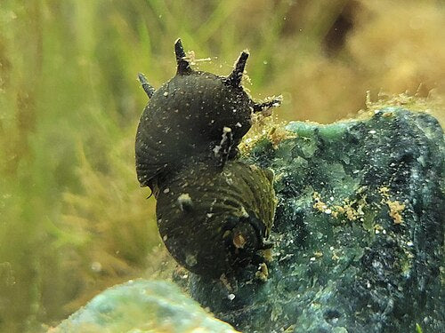 Horn Nerite — reference photo