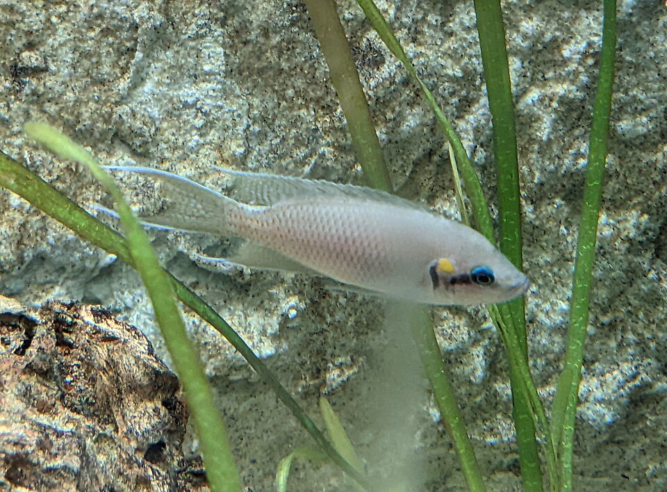 Princess Cichlid — reference photo (Neolamprologus brichardi)