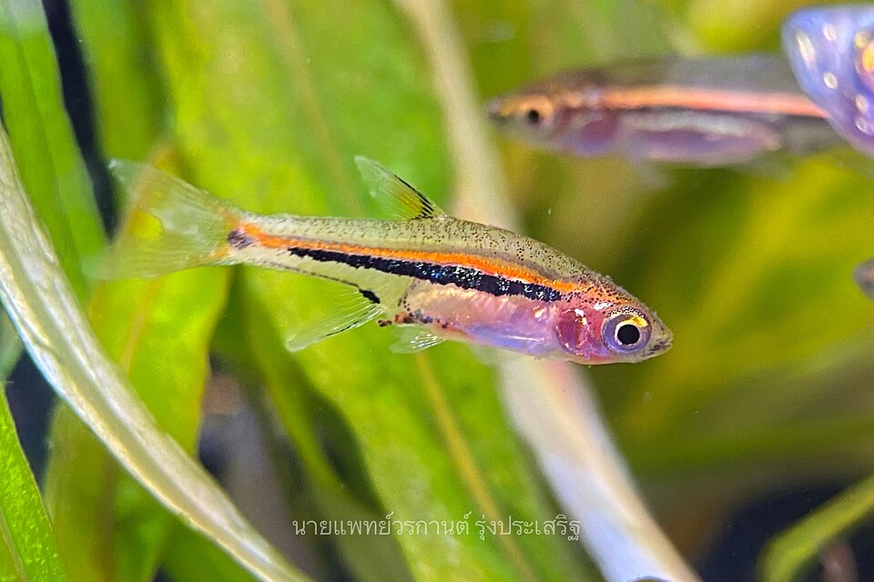 Least Rasbora — reference photo (Boraras urophthalmoides)