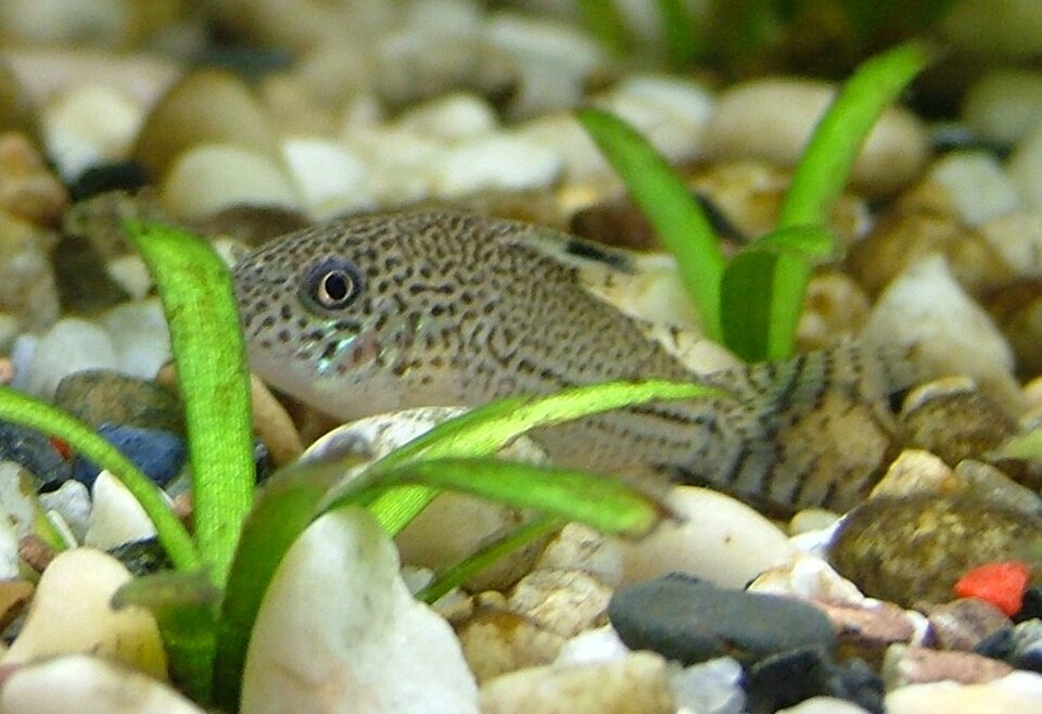 Julii Cory — reference photo (Corydoras julii)