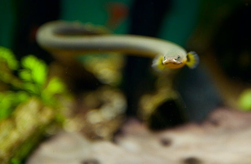 Rope Fish — reference photo (Erpetoichthys calabaricus)