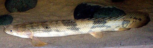 Saddle Bichir — reference photo