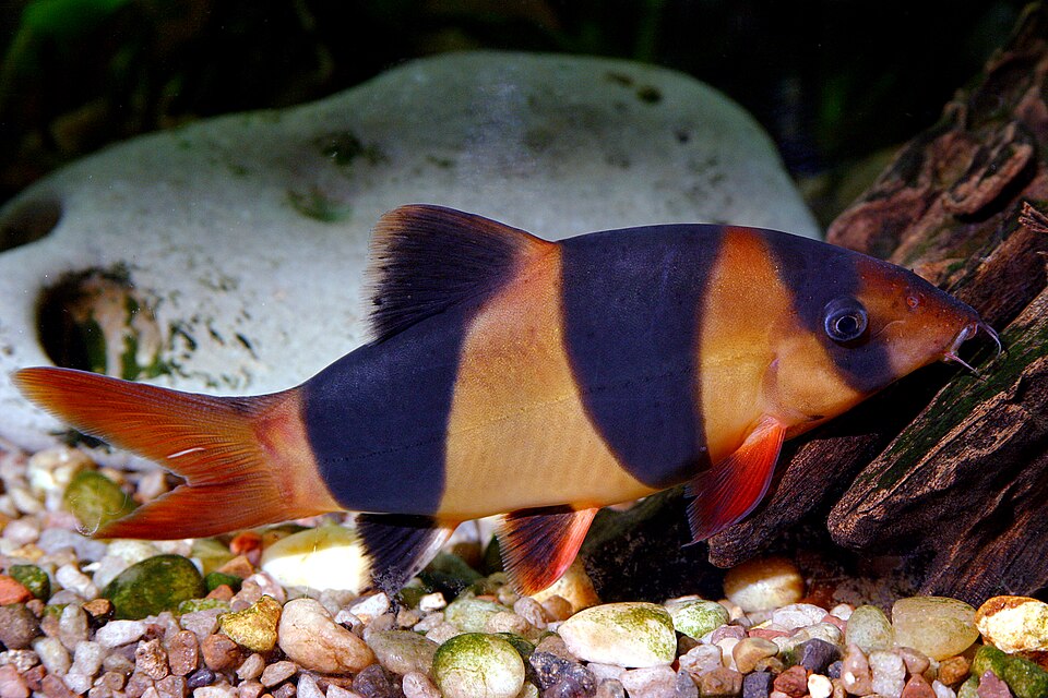 Clown Loach — reference photo (Chromobotia macracanthus)