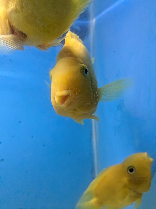 Yellow/Orange Blood Parrot — reference photo