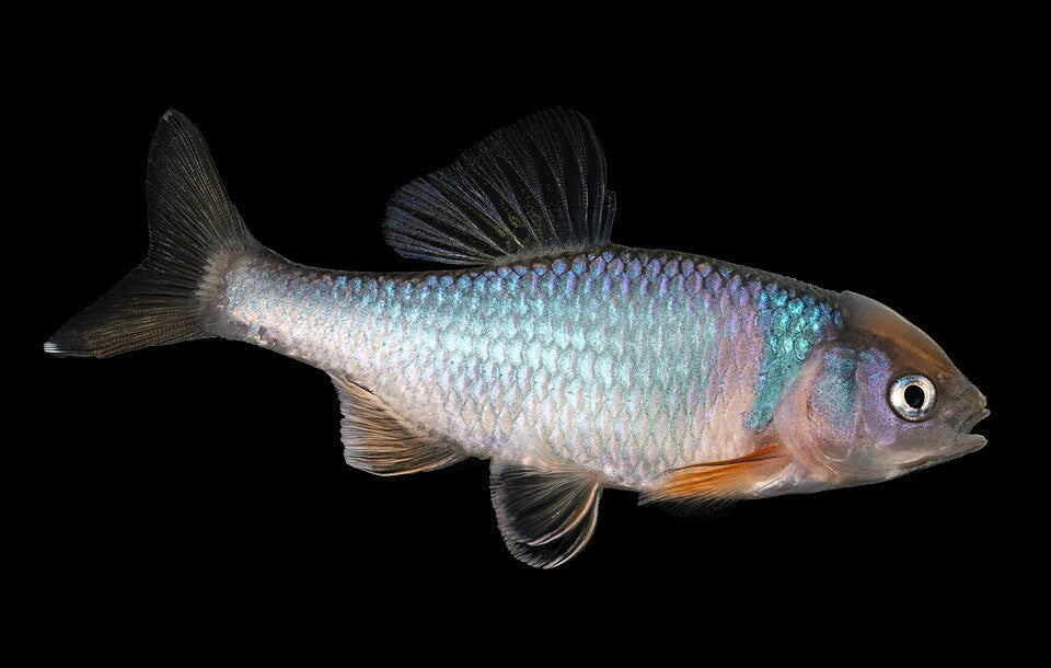 Red Shiner — reference photo (Cyprinella lutrensis)