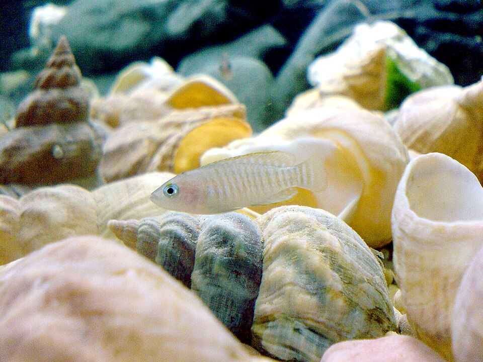 Multies Shell Dweller — reference photo (Neolamprologus multifasciatus)