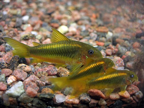 Gold Orange Laser Cory — reference photo