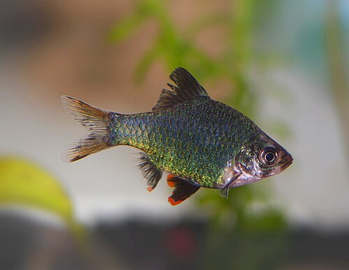 Green Tiger Barb — reference photo