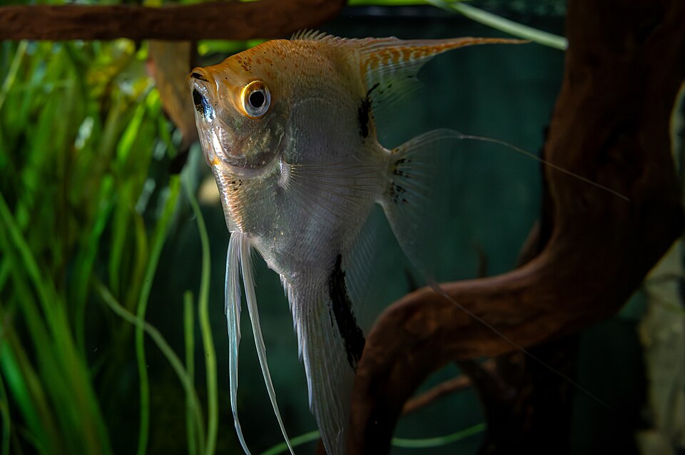 XL Angelfish — reference photo (Pterophyllum scalare)
