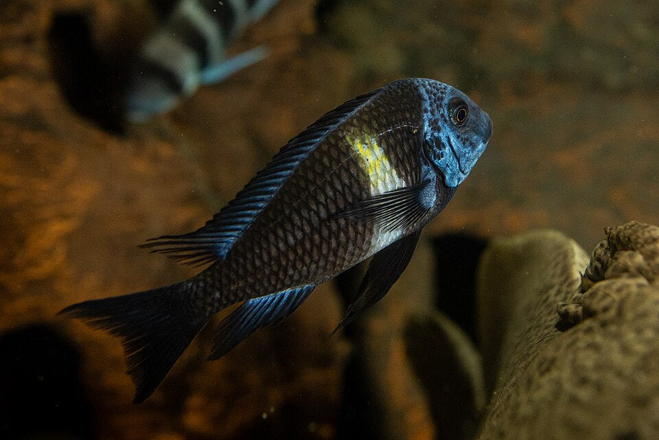 Tropheus Duboisi — reference photo (Tropheus duboisi)