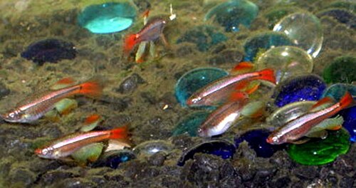 Longfin White Cloud Minnow — reference photo