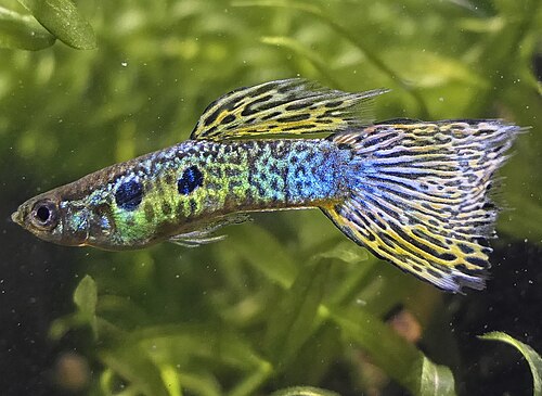 Green Cobra Guppy — reference photo