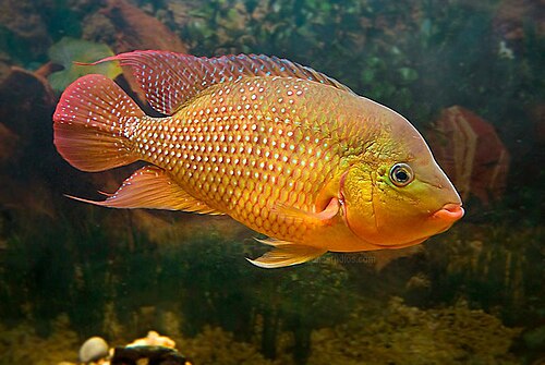Red Terror Cichlid — reference photo
