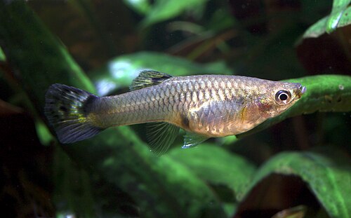 Assorted Fancy Guppy — Female reference photo