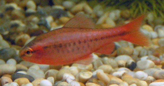 Cherry Barb — reference photo (Puntius titteya)
