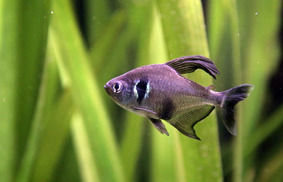 Black Phantom Tetra — reference photo (Hyphessobrycon megalopterus)