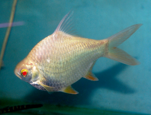Albino/Tinfoil Barb — reference photo