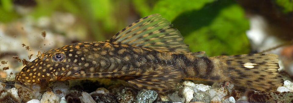 Bristlenose Pleco — reference photo (Ancistrus)
