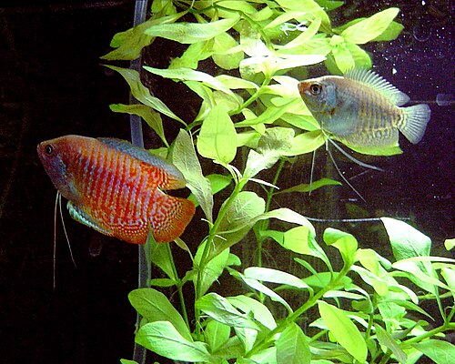 Dwarf Gourami — reference photo