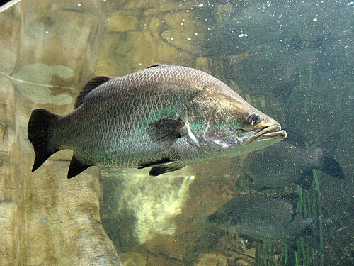 Barramundi — reference photo