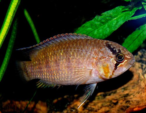 Zebra Acara — reference photo