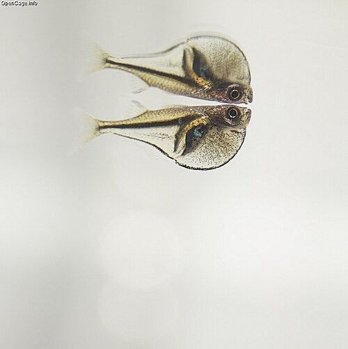 Pygmy Hatchetfish — reference photo