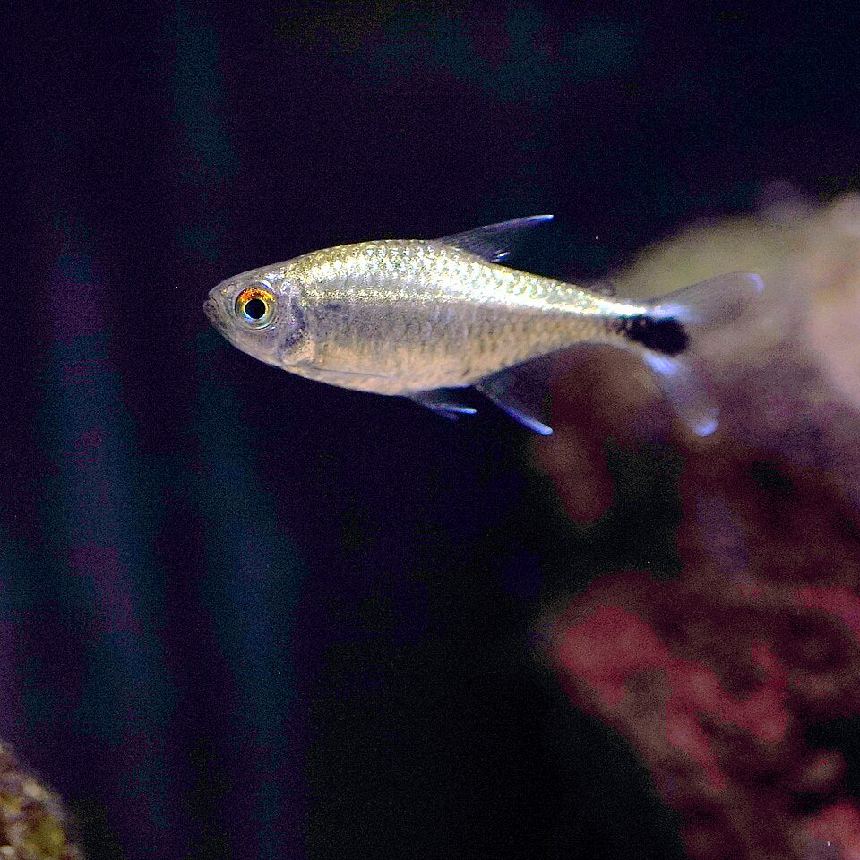 Gold Tetra — reference photo (Hemigrammus rodwayi)