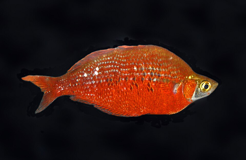 Red Rainbowfish — reference photo (Glossolepis incisus)