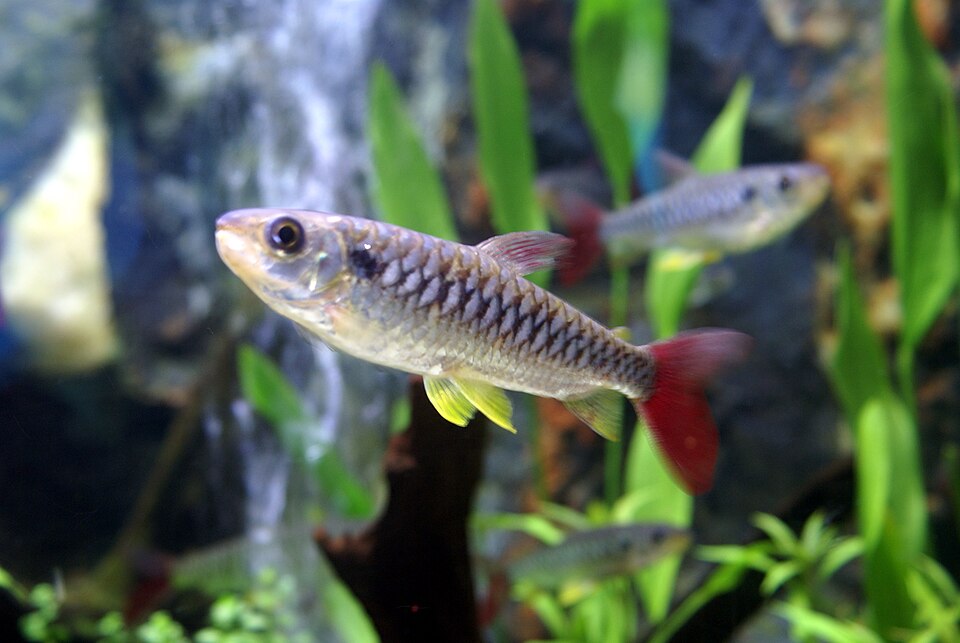 Pink Tail Chalceus — reference photo (Chalceus macrolepidotus)