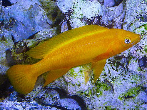 Orange Leloupi — reference photo