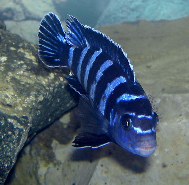 Demasoni — reference photo (Pseudotropheus demasoni)
