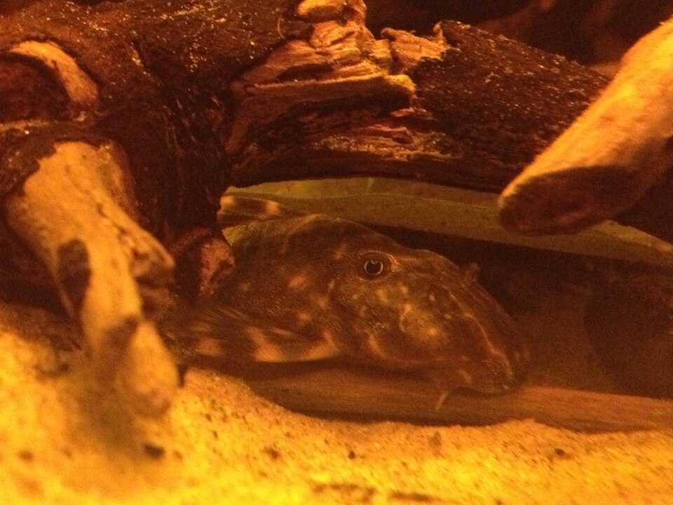 Clown Pleco — reference photo (Panaqolus maccus)