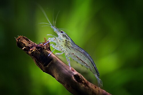 Amano Shrimp — reference photo